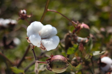 cotton fields india