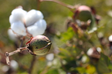 cotton fields india