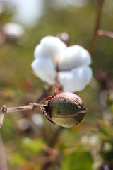 cotton fields india