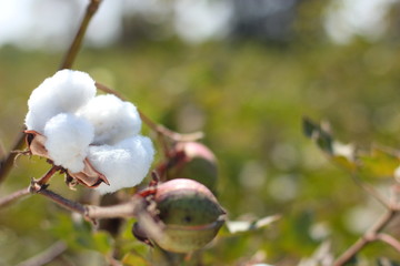 cotton fields india