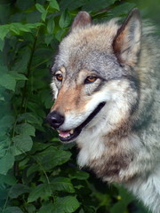 Portrait vom Wolf