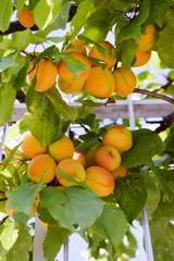 Cluster of ripe apricots on a branch
