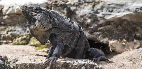 IGUANA