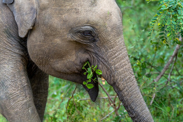 Close Up View of Young Elephant Head Eating Leaves