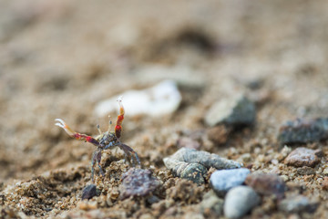Ghost crab close up on the beach