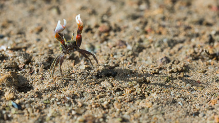 Ghost crab close up on the beach