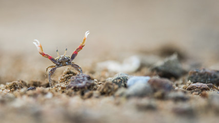 Ghost crab close up on the beach