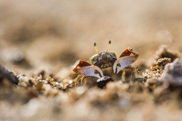 Ghost crab close up on the beach