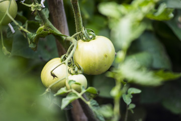 Dojrzewające na krzakach pomidory, których owoce pojawiają się w różnym czasie, w zależności od odmiany. - obrazy, fototapety, plakaty