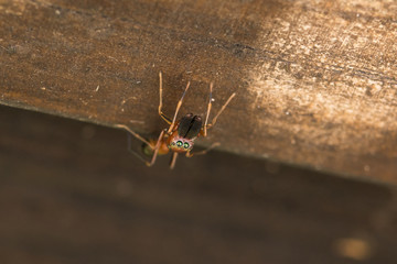 Ant-mimic jumping spider