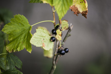Owoce czarnej porzeczki w Polsce pojawiają się w lipcu. Oprócz jedzenia surowych owoców robi się z nich zaprawy m. in. soki, dżemy.