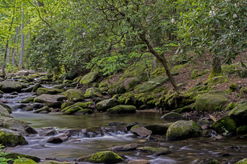 Rhododendron are blooming along a clear stream in the Smokies.