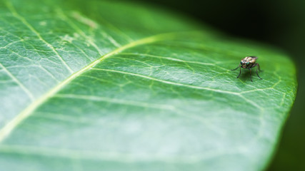 Black fly with dark eyes on a leaf