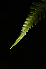 Green leaf