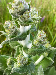A green plant with leaves covered in fluff.