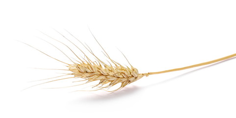 Obraz premium dry ears of wheat isolated on white background