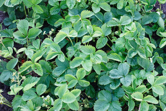 Morning dew on strawberry leaves. Drops on leaf of strawberry in morning