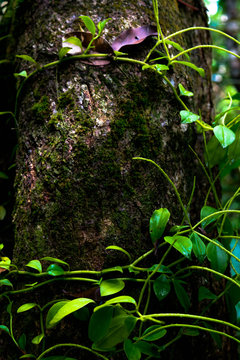 Green moss in a tree