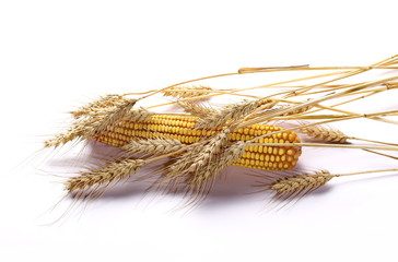 dry ears of wheat and cob of corn isolated on white background