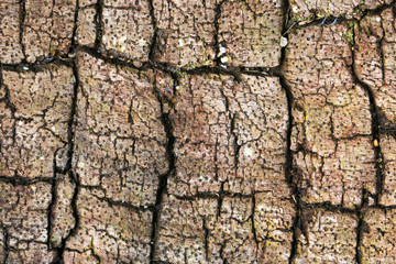 Wood Grain Pattern Background