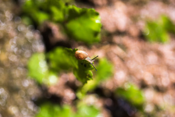 Snail on green leaf