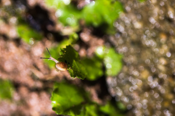 Snail on green leaf