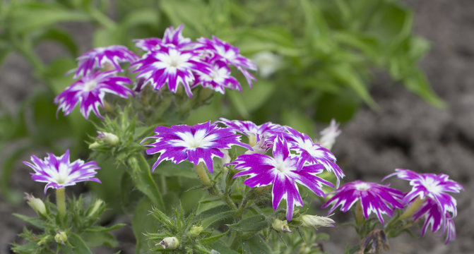 Fototapeta Navy flounder, flower in the open ground