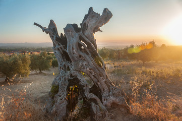 The trunk of the dead olive tree is lit by sunset rays