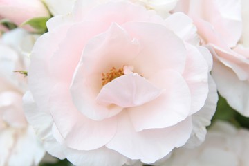 Obraz na płótnie Canvas Beautiful pink roses. Blossom 