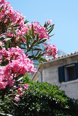 Kotor (Montenegro): nice flowers, a typical house in the background