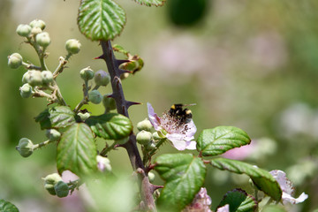 Bourdon et fleur .