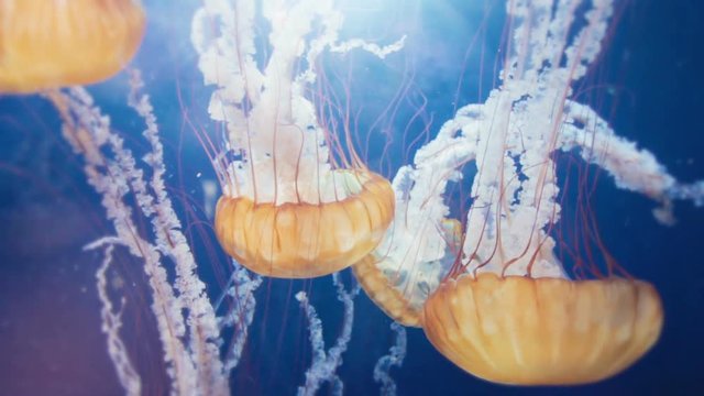 Incredible footage of a Jellyfish swarm