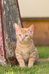 junger roter Kater sitzt im Garten