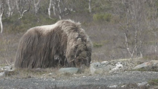 wild musk ox in norway