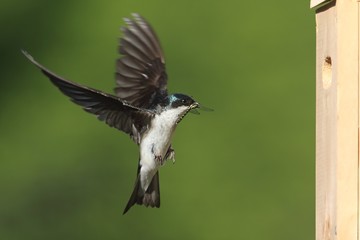 Tree Swallow (tachycineta bicolor)