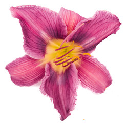 Flower daylily on white background