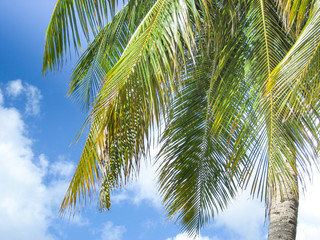 Fototapeta na wymiar Palme am tropischen Strand