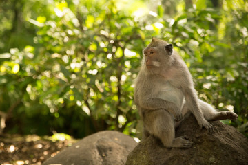 Naklejka na ściany i meble Monkey in Monkey Forest - Ubud Bali