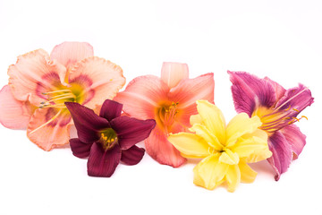 Flower daylily on white background