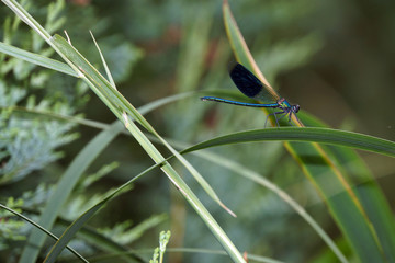 männliche Gebänderte Prachtlibelle (Calopteryx splendens)