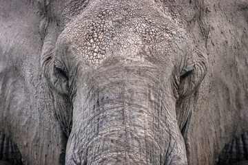 Fototapeta premium background elephant