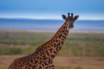 Giraffe looking into the camera. Giraffe sitting on a bird. Kenya. Africa.