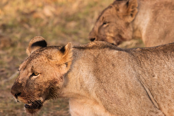Lioness on the prowl. Kenya. Africa.