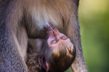 Baby monkey drinking milk.  Monkey Kid drinking mother's milk