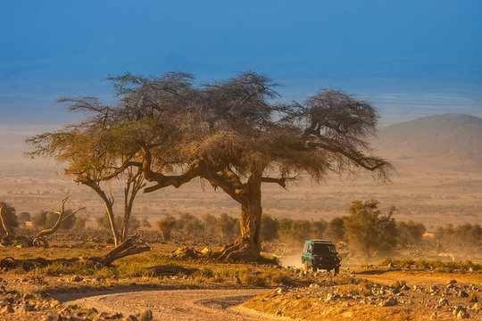 Safari in Africa on the SUV. Lonely tree in the savannah. Kenya. Africa.