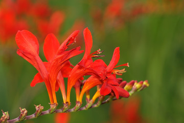 Gold-Montbretie ( Crocosmia  aurea)