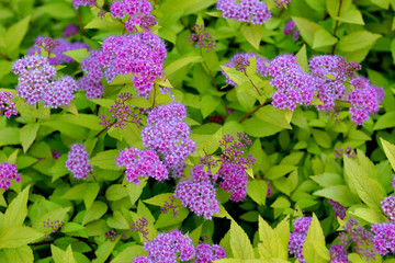 Spiraea japonica, Japanese meadowsweet, Japanese spiraea, or Korean spiraea
