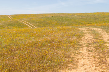 Flowers at Farm field and road in Vale Seco, Santiago do Cacem