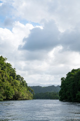 Fototapeta na wymiar Daintree Rainforest