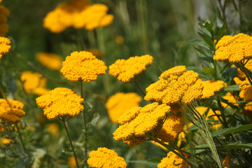 Goldgarbe (Achillea filipendulina)